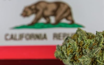 California Cannabis Laws For Beginners