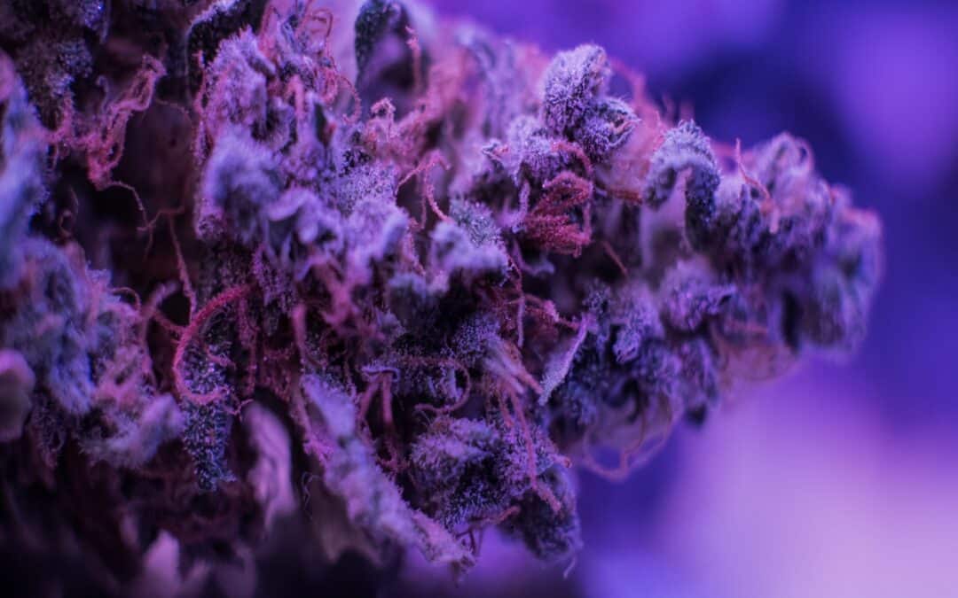 5 High Times Cannabis Cup Winning Strains