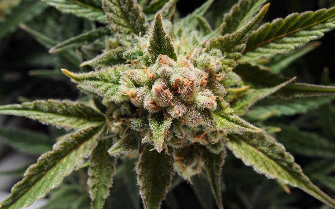 Our Favorite Classic Cultivars: GG#4